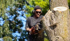 Affordable Tree Pruning Service