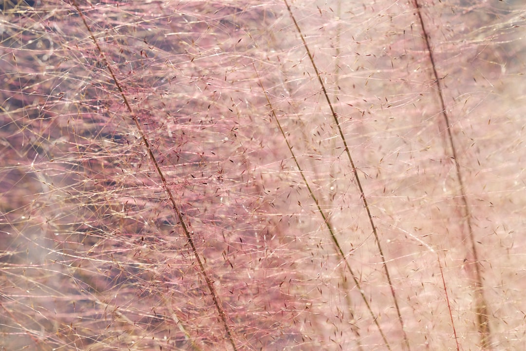 delicate strands of grass reflecting sunlight