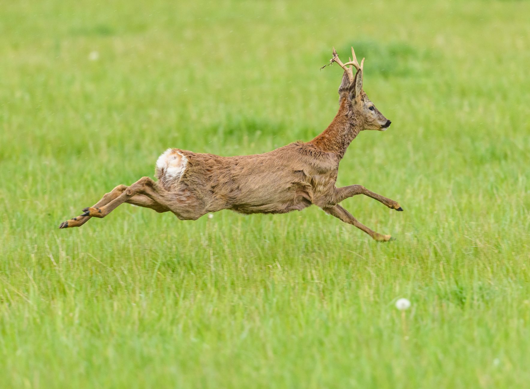 crossbow buck hunting