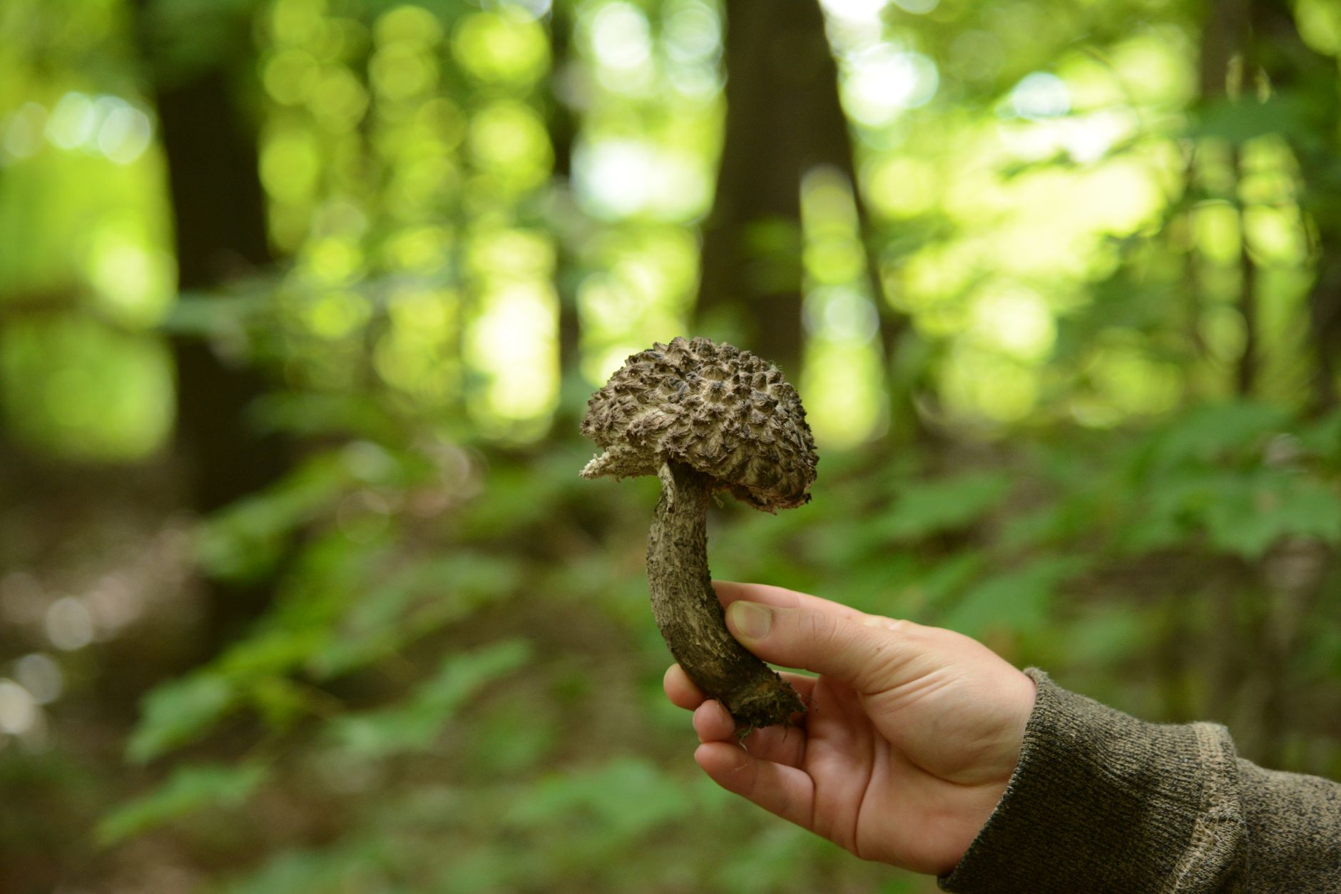 giant fungus discovery